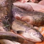 Frische Süßwasser-Wild-Fische