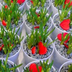 Valentinstag in der Zweigstelle