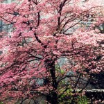 Frühling in Wien, Foto © So schön ist Wien, veröffentlicht auf Facebook