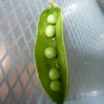 auf dem Markt im April: Erbsen