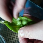 Erbsen naschen