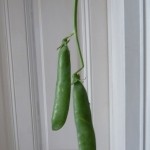 Erbsen