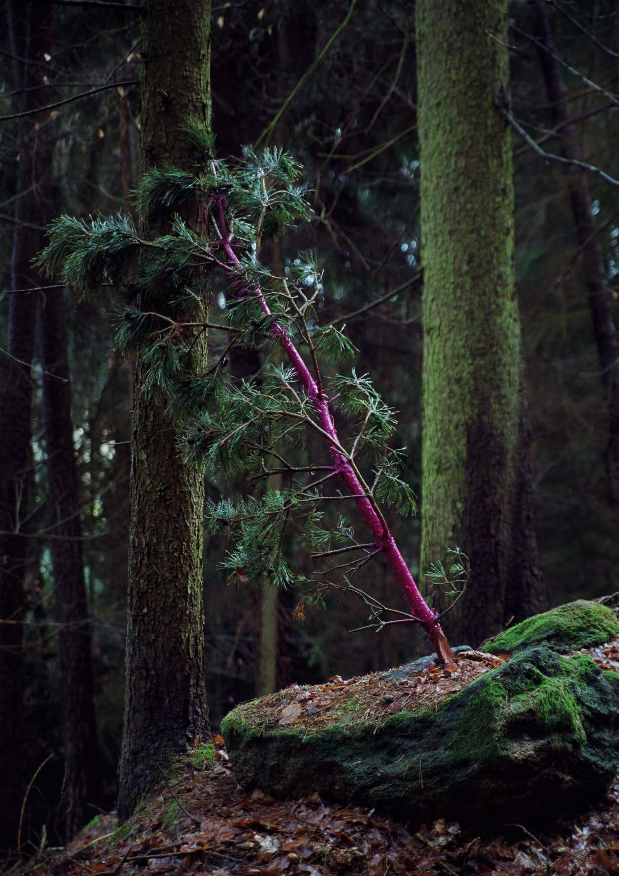 "Diagonal (from: I‘m not yet Out of the Woods)", 2012 Pigment-Print, 60 × 40 cm