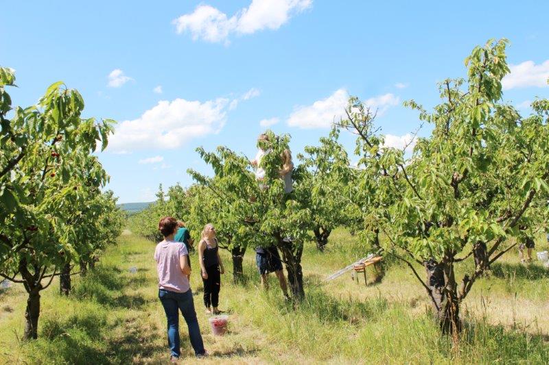 Kirschenernte 2014, Foto (c) Kirsch'me!