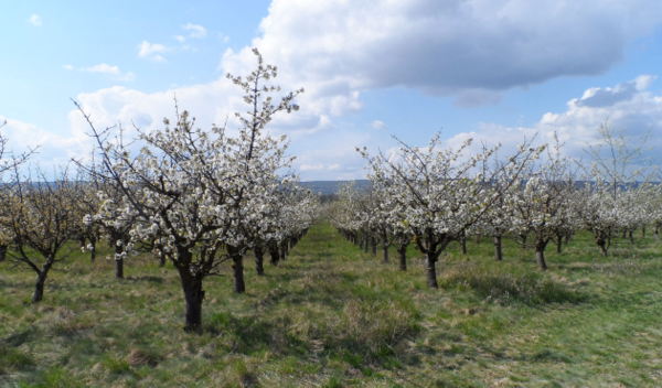 Kirsch' me. Kirschgarten im Schrattenthal