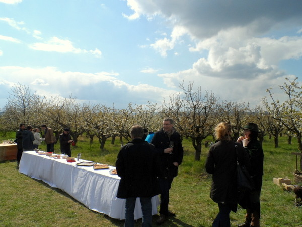 Kirschblütenfest im Schattenthal