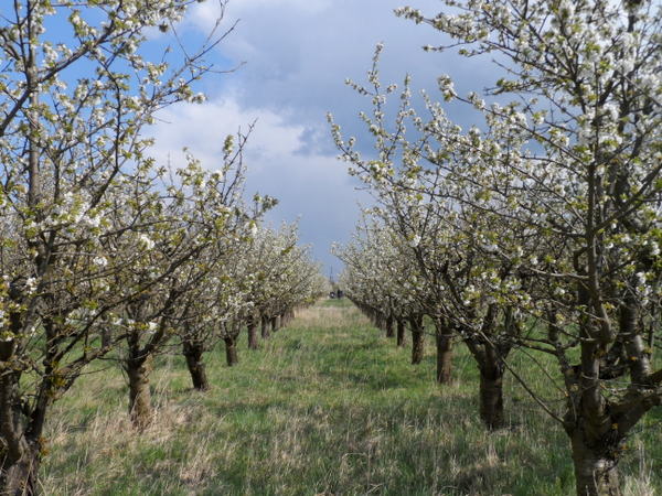 prächtige Kirschblüte bei Kirsch'me: Kirschbaum mieten - kekinwien.at