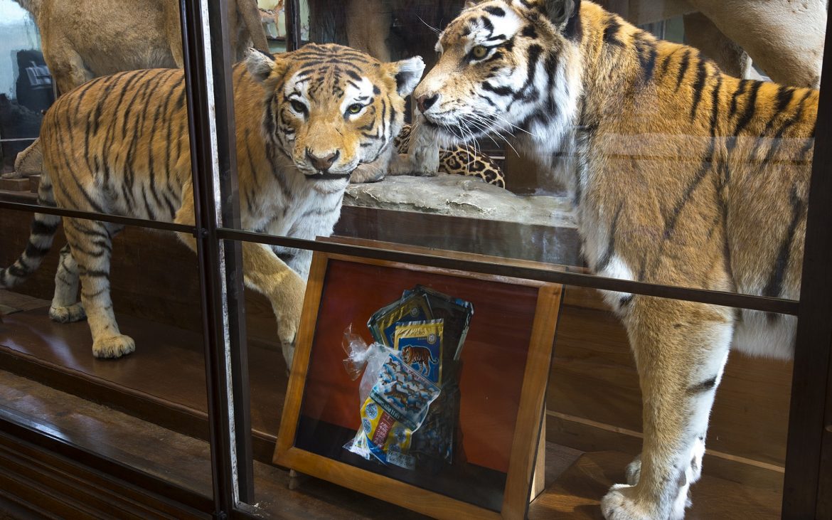 Ausstellungsansicht 'Natura Morta. Photografien von Oliver Mark.' (c) NHM Wien, Kurt Kracher
