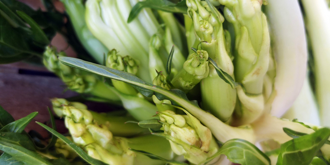 Puntarelle: kein Spargel, sondern Chiccoreetriebe, Bild (c) Mischa Reska - kekinwien.at